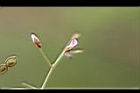 紫花山螞蝗-花苞1.jpg