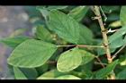 紫花山螞蝗-葉1.jpg