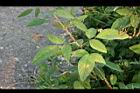 紫花山螞蝗22.jpg
