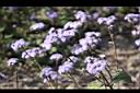 紫花藿香薊-花00.jpg