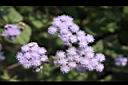 紫花藿香薊-花01.jpg