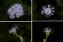 紫花藿香薊-花1.jpg