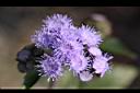 紫花藿香薊-花12.jpg