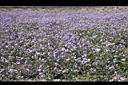 紫花藿香薊11.jpg
