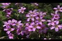紫花酢漿草-花12.JPG
