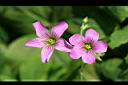 紫花酢漿草-花19.jpg