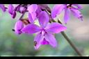 紫苞舌蘭-花00.jpg