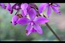 紫苞舌蘭-花01.jpg