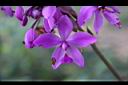 紫苞舌蘭-花02.jpg