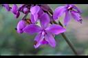 紫苞舌蘭-花03.jpg