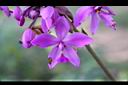 紫苞舌蘭-花04.jpg