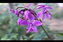 紫苞舌蘭-花序15.jpg