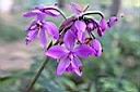 紫苞舌蘭-花序16.jpg