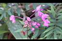 紫苞舌蘭-花序19.jpg