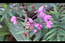 紫苞舌蘭-花序20.jpg