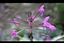 紫苞舌蘭-花序21.jpg