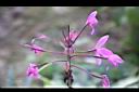 紫苞舌蘭-花序22.jpg