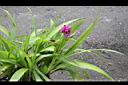 紫苞舌蘭04.JPG