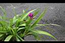 紫苞舌蘭05.JPG