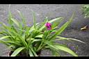 紫苞舌蘭07.JPG