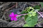 紫茉莉-花13.jpg