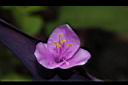 紫錦草-花14.JPG