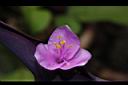 紫錦草-花15.JPG