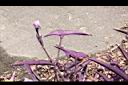 紫錦草-花苞00.JPG