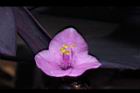 紫錦草-花10.JPG