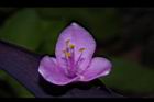 紫錦草-花11.JPG
