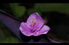 紫錦草-花12.JPG