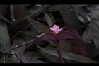 紫錦草-花16.JPG
