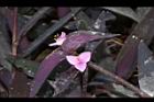 紫錦草-花19.JPG