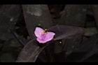 紫錦草-花28.JPG