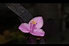 紫錦草-花31.JPG