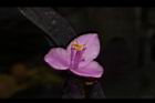 紫錦草-花32.JPG