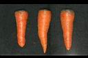 胡蘿蔔-肉質根0.jpg