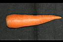 胡蘿蔔-肉質根2.jpg
