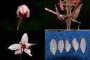 花旗木-苞萼瓣1.jpg