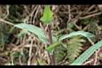 苦苣菜-莖0.jpg