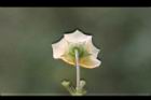 苦蘵-花萼1.jpg