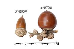 菱果石櫟-實39.JPG