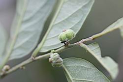 菲律賓饅頭果-實04.JPG