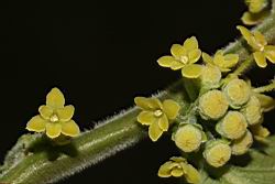 菲律賓饅頭果-花序03.JPG