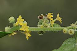 菲律賓饅頭果-花序02.JPG