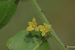 菲律賓饅頭果-雄花02.JPG