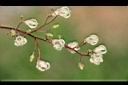 蘋婆-花15.jpg