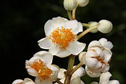 蘭嶼胡桐-花01.JPG