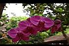 蝴蝶蘭-紫紅09.jpg