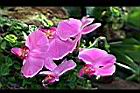 蝴蝶蘭-紫紅15.jpg